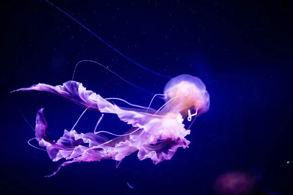 Meduze frumoase, meduza în lumina neonului cu peştii. A — Fotografie, imagine de stoc