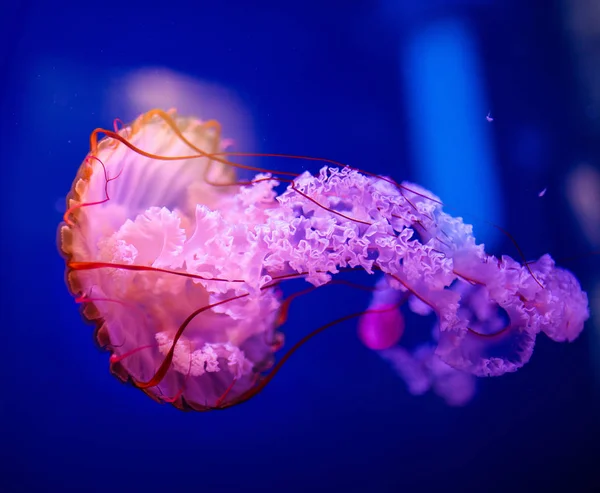 Beautiful jellyfish, medusa in the neon light with the fishes. A — Stock Photo, Image