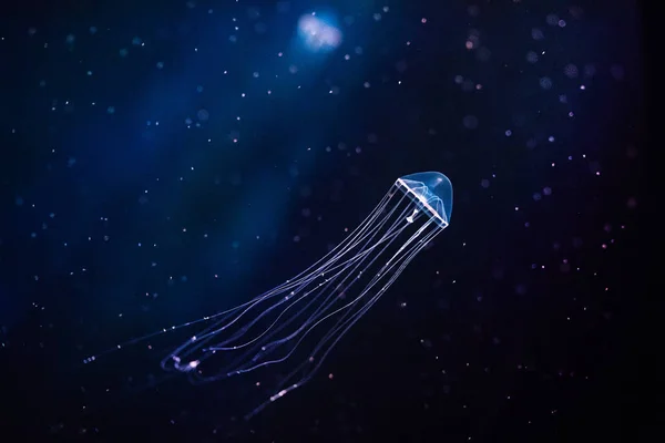 Hermosas medusas, medusa en la luz de neón con los peces. A —  Fotos de Stock