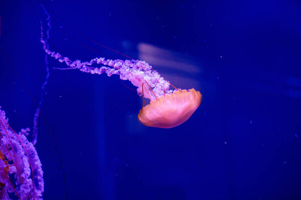 Beautiful jellyfish, medusa in the neon light with the fishes. A