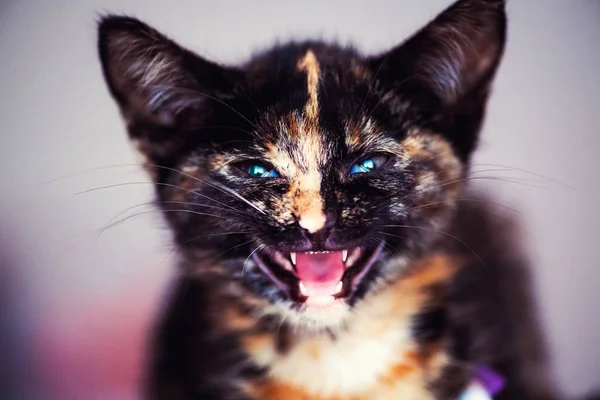 Lindo gatito rojo y negro con ojos increíbles — Foto de Stock