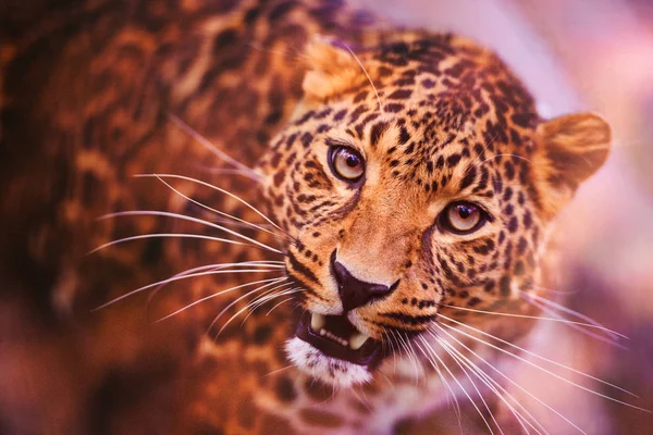 Леопард, прекрасный портрет. Мир животных. Большая кошка . — стоковое фото