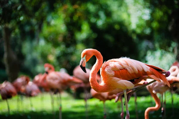 Flamingos cor-de-rosa contra fundo verde — Fotografia de Stock