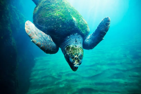 Sea turtle in blue water over coral reef — ストック写真