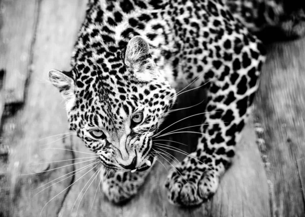 Leopardo, hermoso retrato. Mundo animal. Gato grande . — Foto de Stock