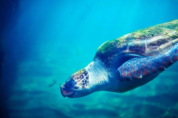 Sea turtle in blue water over coral reef — ストック写真