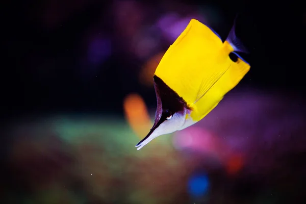 Indah dan indah dunia bawah air dengan karang dan tropica — Stok Foto