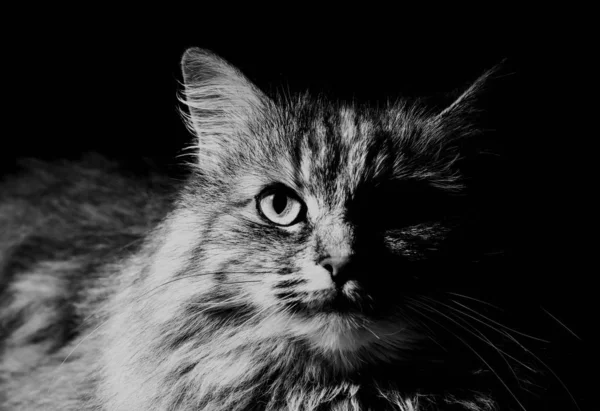 Cat Girl with Yellow Eyes Close Up. Breed of Norwegian Forest Ca — Stock Photo, Image