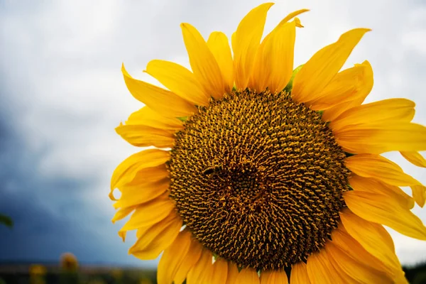 Květ slunečnic nad dramatickými mraky — Stock fotografie