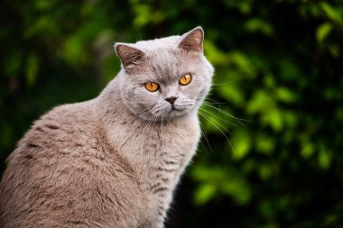 Sweet cat on green grass. British cat.