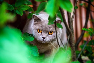 Sweet cat on green grass. British cat.