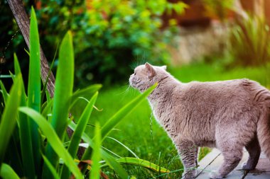Sweet cat on green grass. British cat.