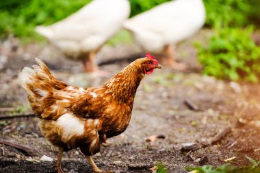 chicken and rooster on a farm