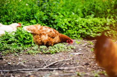 chicken and rooster on a farm