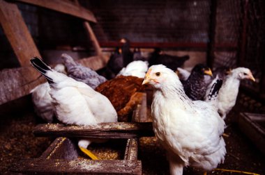 chicken and rooster on a farm