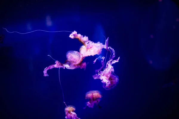 Belle méduse, méduse dans la lumière au néon avec les poissons. A — Photo