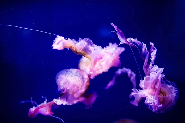 Belle méduse, méduse dans la lumière au néon avec les poissons. A — Photo
