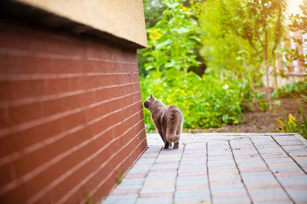 Солодкий кіт на зеленій траві. Британська кішка. — стокове фото