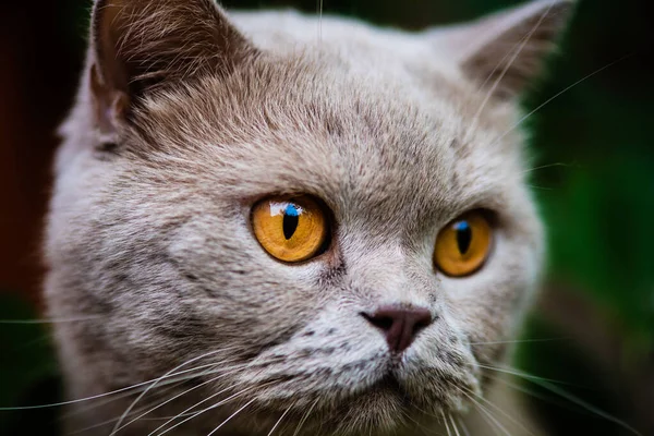 Gato doce na grama verde. Gato britânico . — Fotografia de Stock