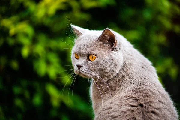 Sweet cat on green grass. British cat. — Stock Photo, Image