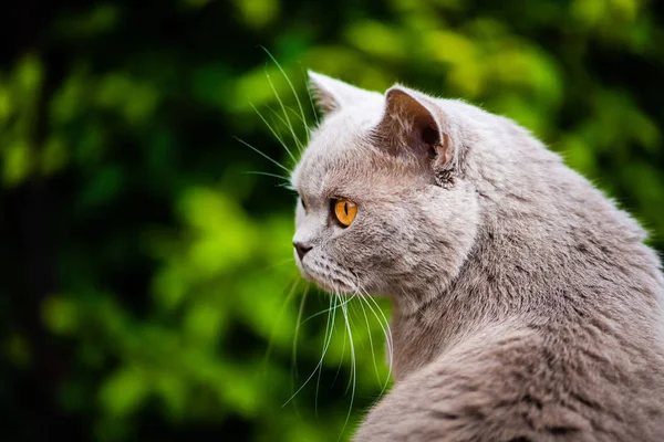 Gato doce na grama verde. Gato britânico . — Fotografia de Stock