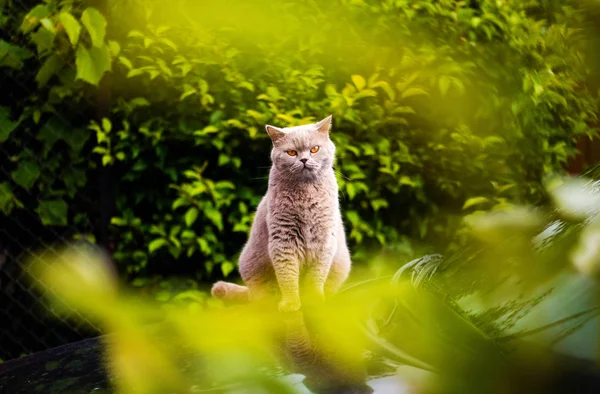 Dulce gato sobre hierba verde. Gato británico . — Foto de Stock