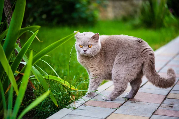 Sladká kočka na zelené trávě. Britská kočka. — Stock fotografie