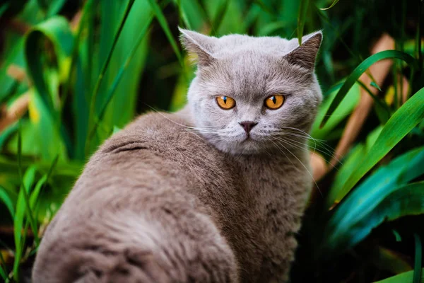 Gato doce na grama verde. Gato britânico . — Fotografia de Stock