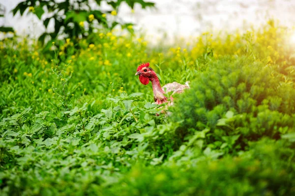 Pollo y gallo en una granja — Foto de Stock