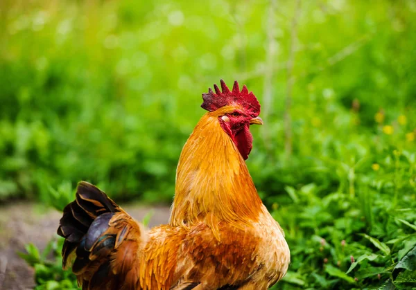 Kip en haan op een boerderij — Stockfoto