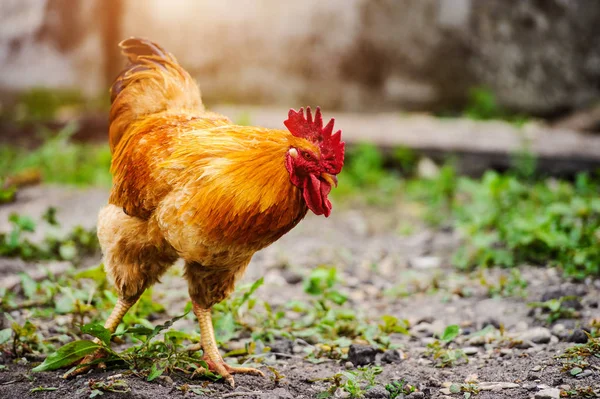 Chicken and rooster on a farm — Stok fotoğraf