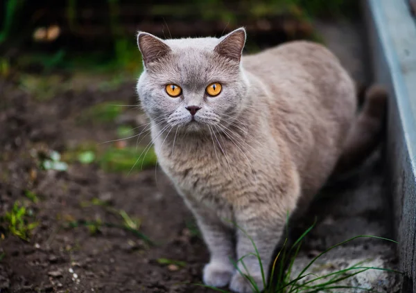 Sweet cat on green grass. British cat.