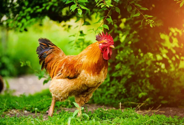 Pollo e gallo in una fattoria — Foto Stock