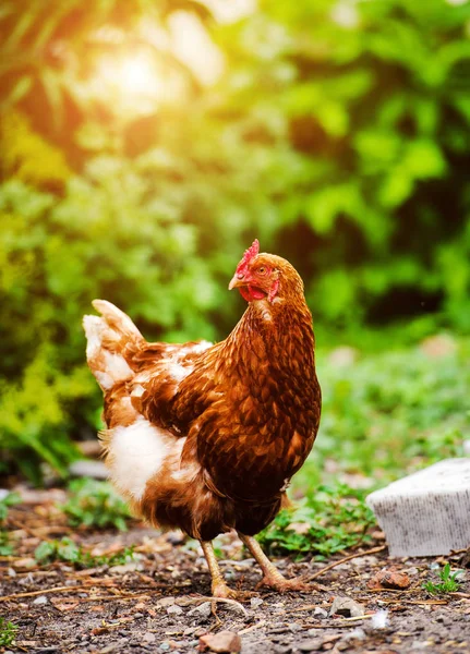 Kip en haan op een boerderij — Stockfoto