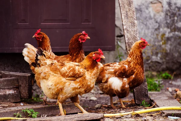 Galinha e galo em uma fazenda — Fotografia de Stock