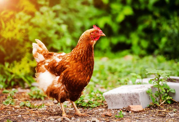 Chicken and rooster on a farm — Stok fotoğraf