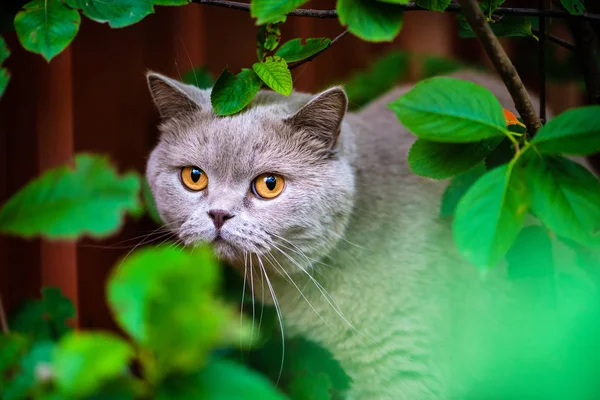 Sweet cat on green grass. British cat.