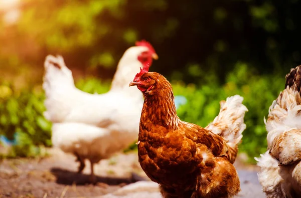 Kyckling och tupp på en gård — Stockfoto
