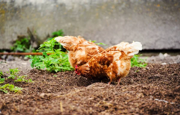 Pollo e gallo in una fattoria — Foto Stock
