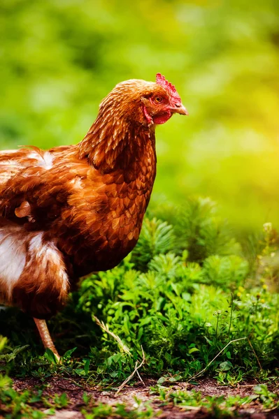 Kip en haan op een boerderij — Stockfoto