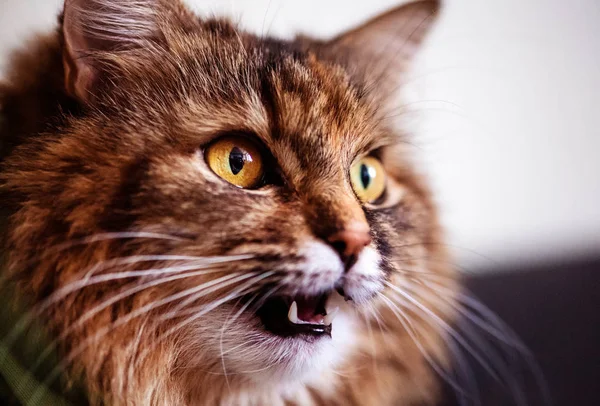 Roztomilá šokovaná kočka. Překvapené emoce — Stock fotografie