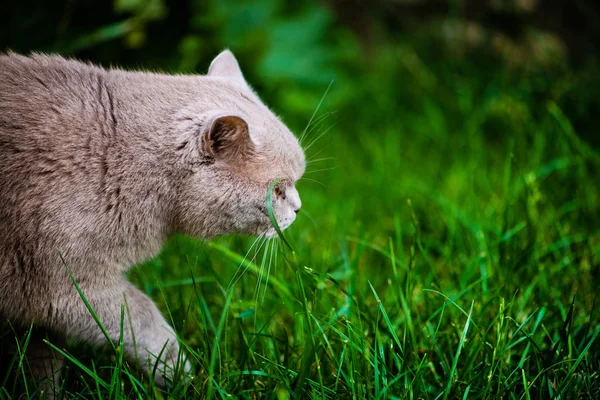 Sweet cat on green grass. British cat.