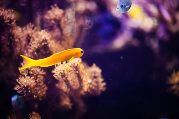 Wunderschöne Unterwasserwelt mit Korallen und Tropen — Stockfoto