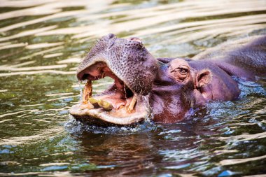portrait of hippopotamus in the lake