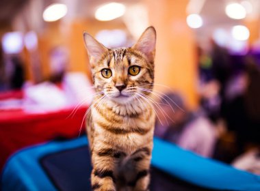 Beautiful stylish Bengal cat. Animal portrait.