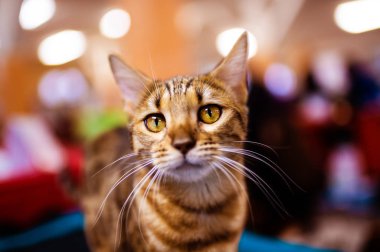 Beautiful stylish Bengal cat. Animal portrait.