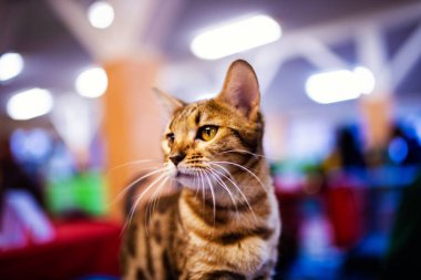 Beautiful stylish Bengal cat. Animal portrait.