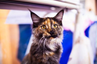 Beautiful Maine Coon Cat. Collection of funny animals. Animal wo