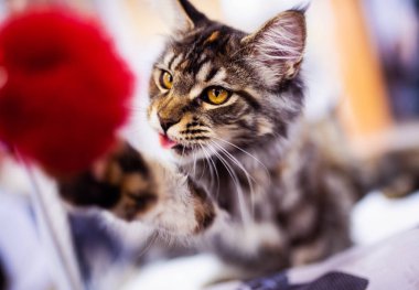 Güzel kedi (Maine Coon). Komik hayvan koleksiyonu. Hayvan. 