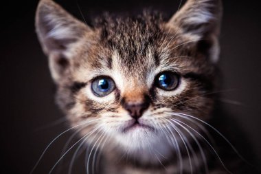 Harika gözleri olan sevimli bir kedi yavrusu. Tatlı bebek. Sevgili dostum..